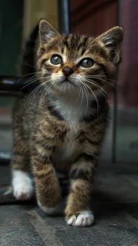 Gatito juguetón con bigotes llamativos y patrones de pelaje