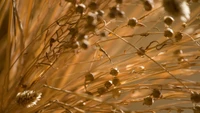 Dappled Sunlight on Autumn Herbaceous Twigs and Seed Pods