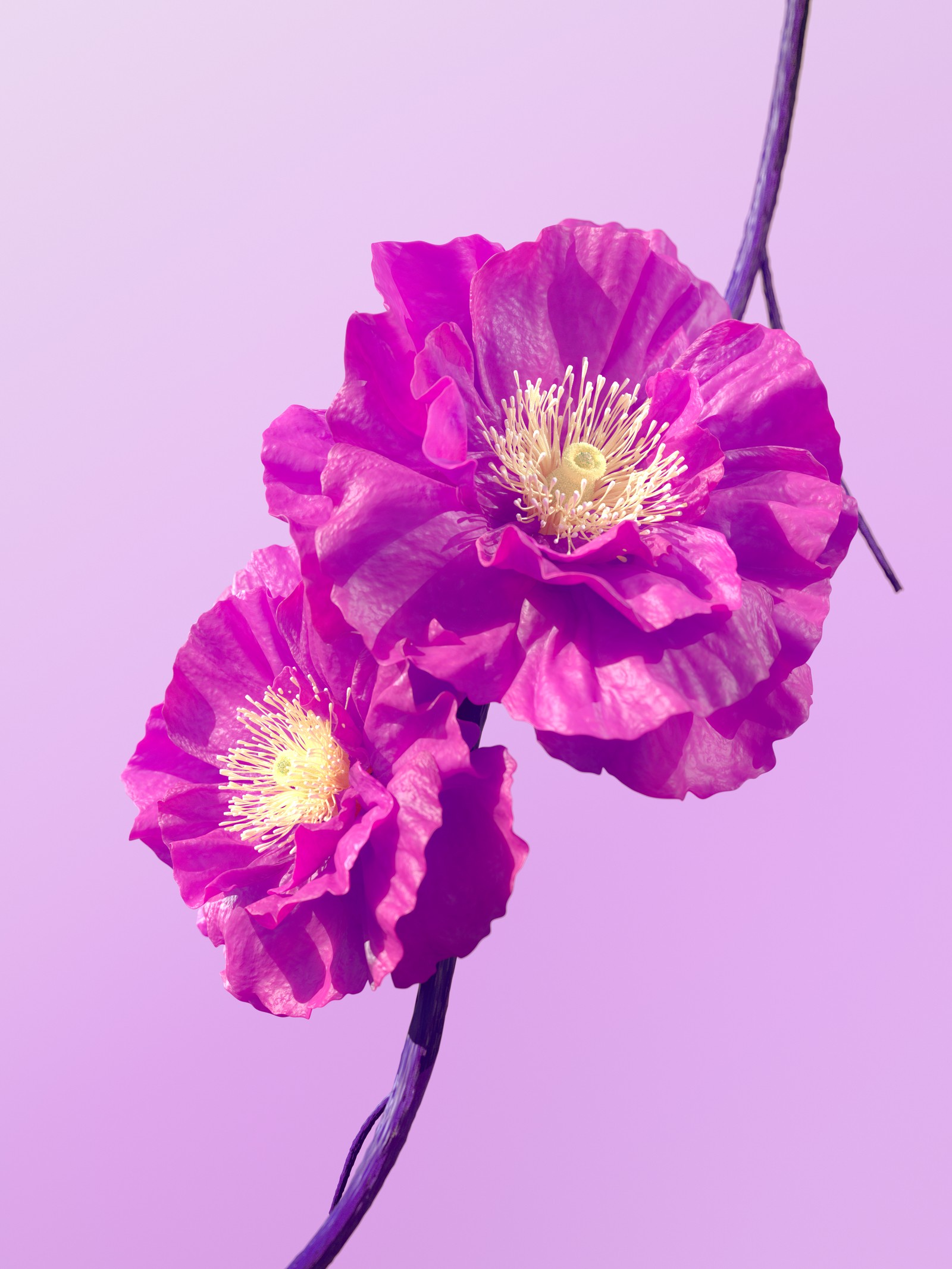 Il y a deux fleurs violettes sur une branche (fleurs dhibiscus, fleurs roses, fond rose, fleurs, fond décran 4k)