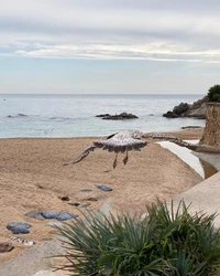 Gaviota que vuela sobre la costa tropical