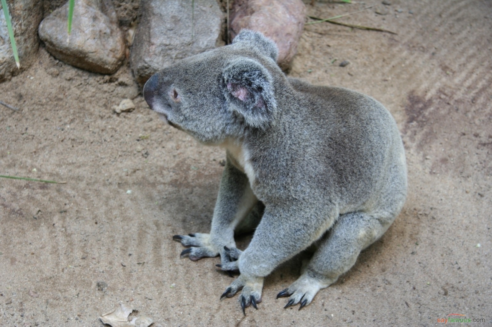 Auf dem boden sitzt ein koala (koala, landsäugetier, schnauze, beuteltier)