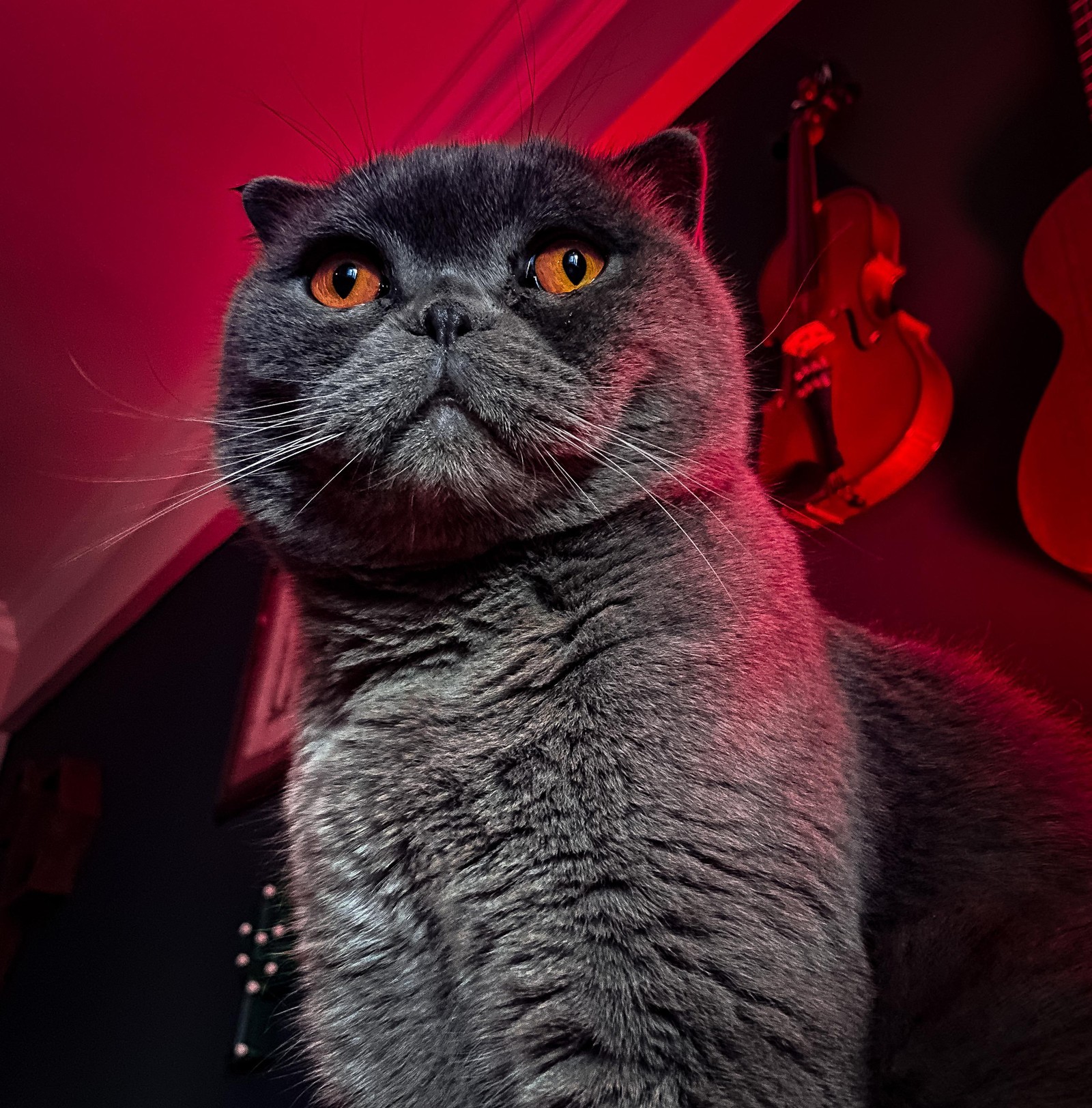 Téléchargez le fond d'écran moustaches, chartreux, american wirehair, british shorthair, korat