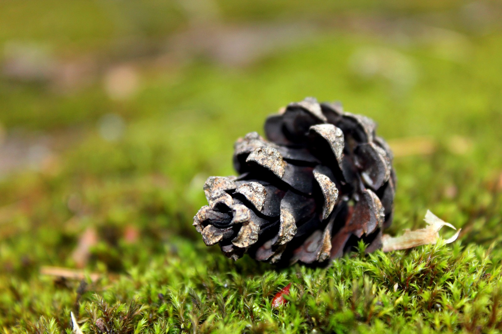 A close up of a pine cone on a moss covered ground (conifer cone, pine, grass, tree, grasses)