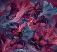 petal, purple, flower, pink, violet wallpaper