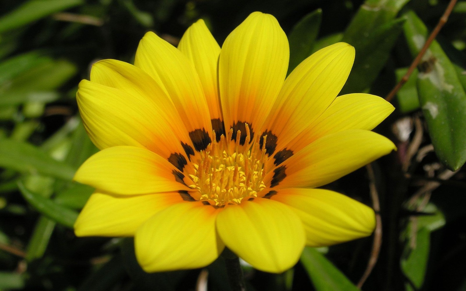 A close up of a yellow flower with a black center (petal, yellow, plant, wildflower, pollen)