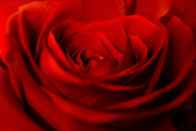 Close-Up of a Vibrant Red Rose Blossom