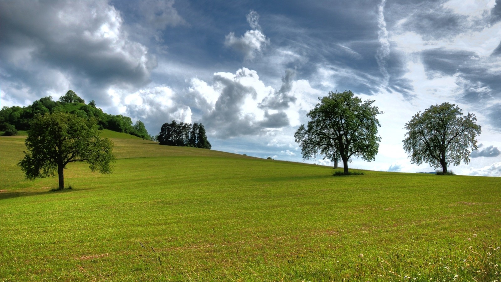 Une vue d'un champ avec trois arbres au milieu (arbre, nuage, nature, prairie, plafond)