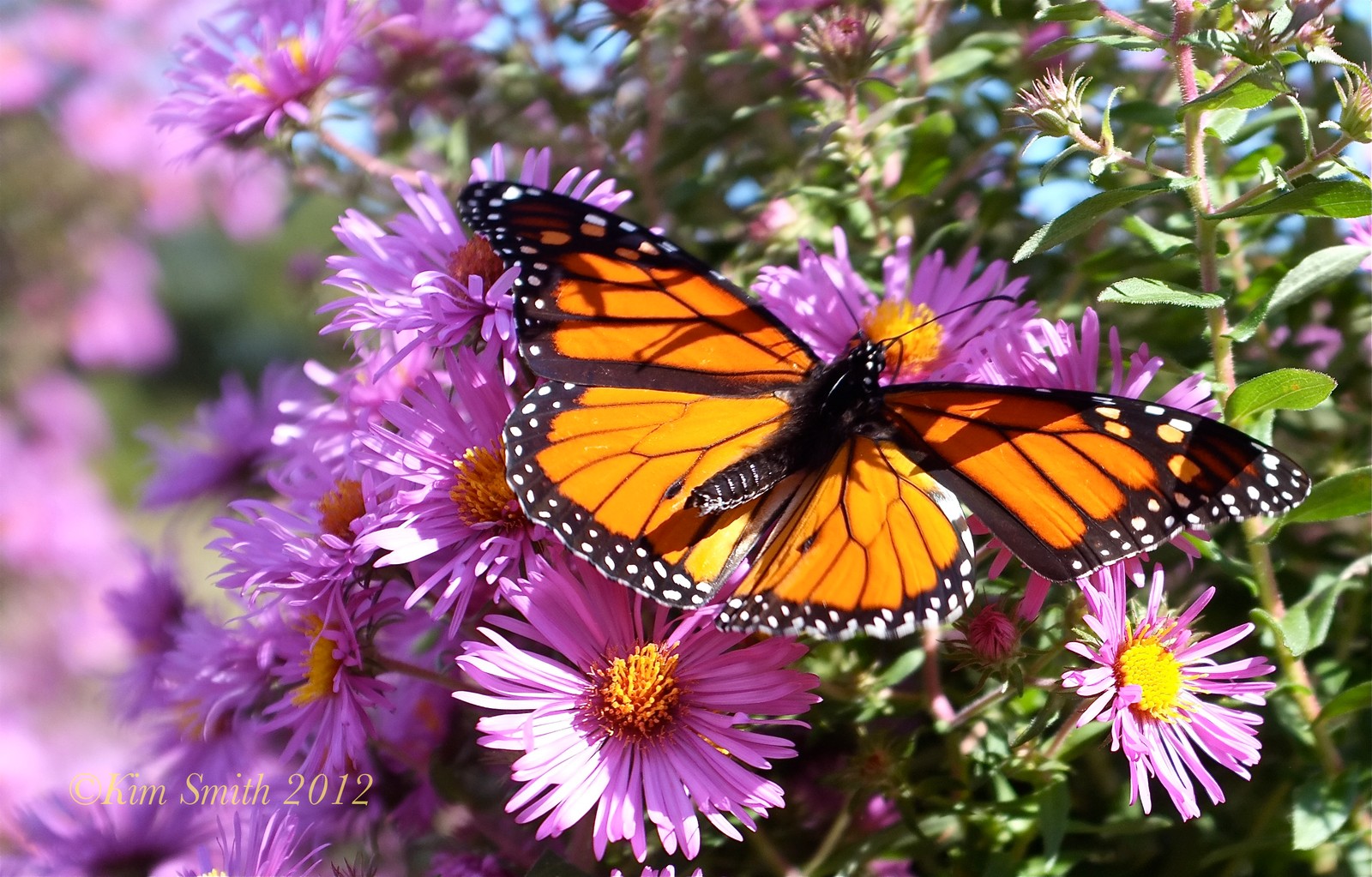 Il y a un papillon qui est posé sur une fleur (insecte, papillon monarque, papillons de nuit et papillons, papillon, pollinisateur)