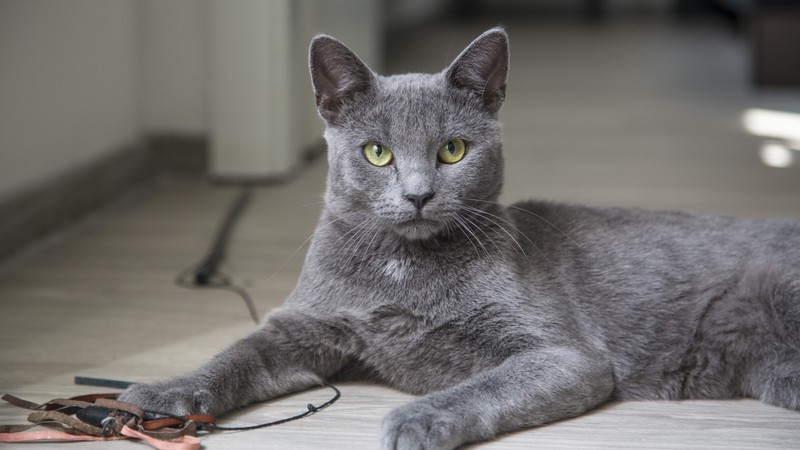 Кот, лежащий на полу с поводком и парой ножниц (корат, korat, котёнок, русская голубая, британская короткошерстная)