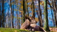 Una serena corza descansando en un bosque iluminado por el sol, mostrando un único cuerno entre el vibrante follaje otoñal.