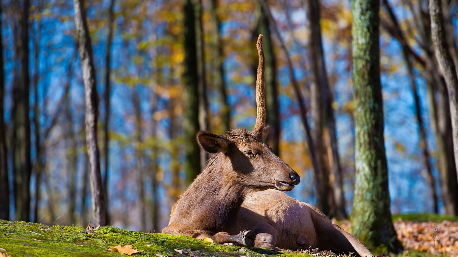 deer, horn, unicorn, wildlife, tree Download Wallpaper