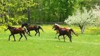 Arabian Horses Grazing in a Lush Pasture