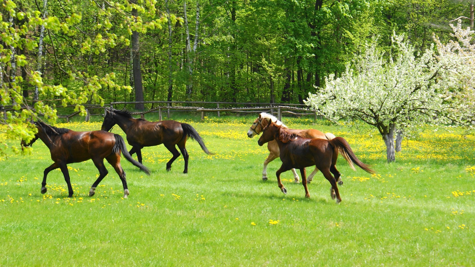 Cavalos correndo em um campo de grama com árvores ao fundo (pastagem, égua, garanhão, cavalo árabe, cavalo)