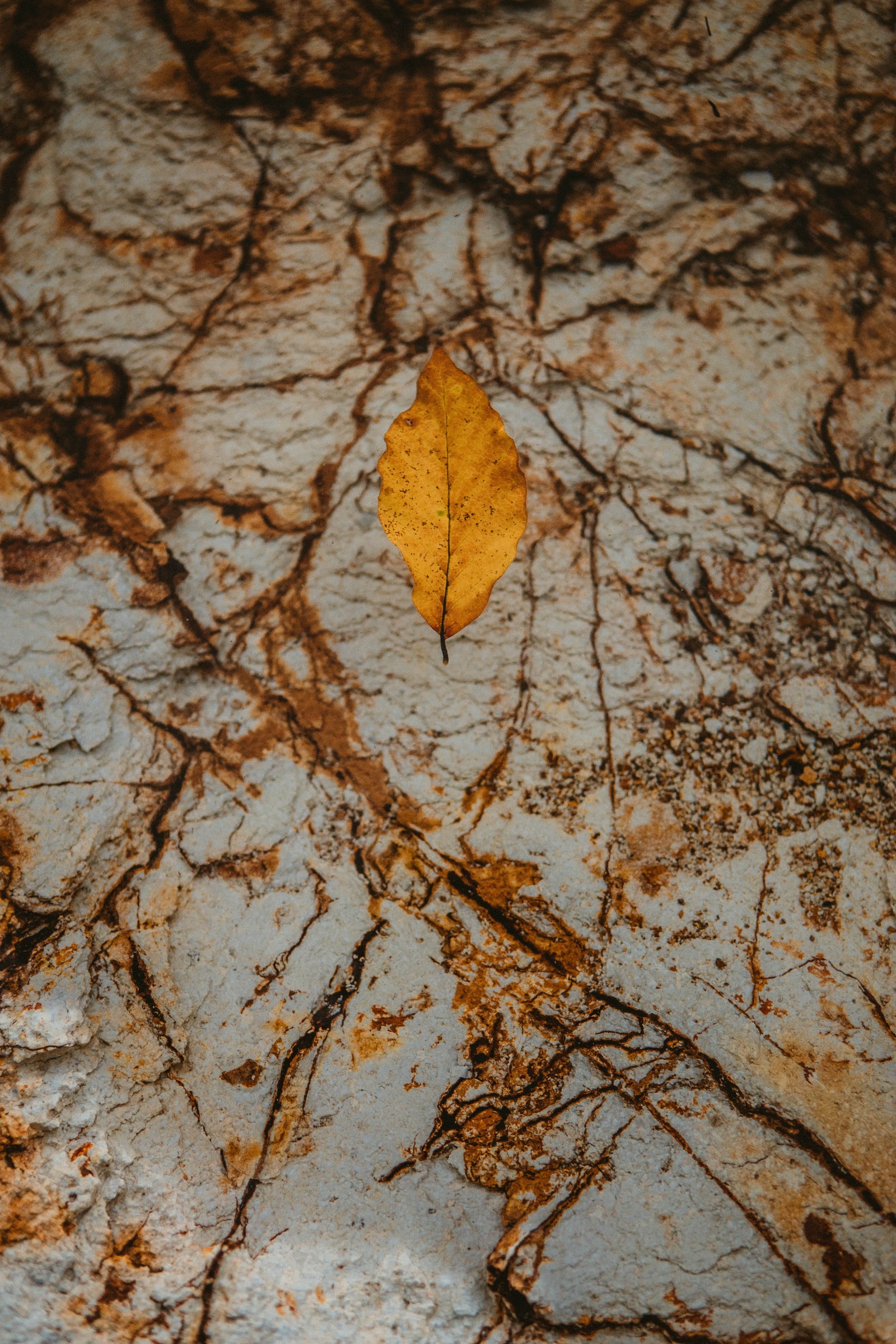 Arabisches blatt auf einem stein mit einer braunen substanz (blatt, zweig, baum, braun, orange)