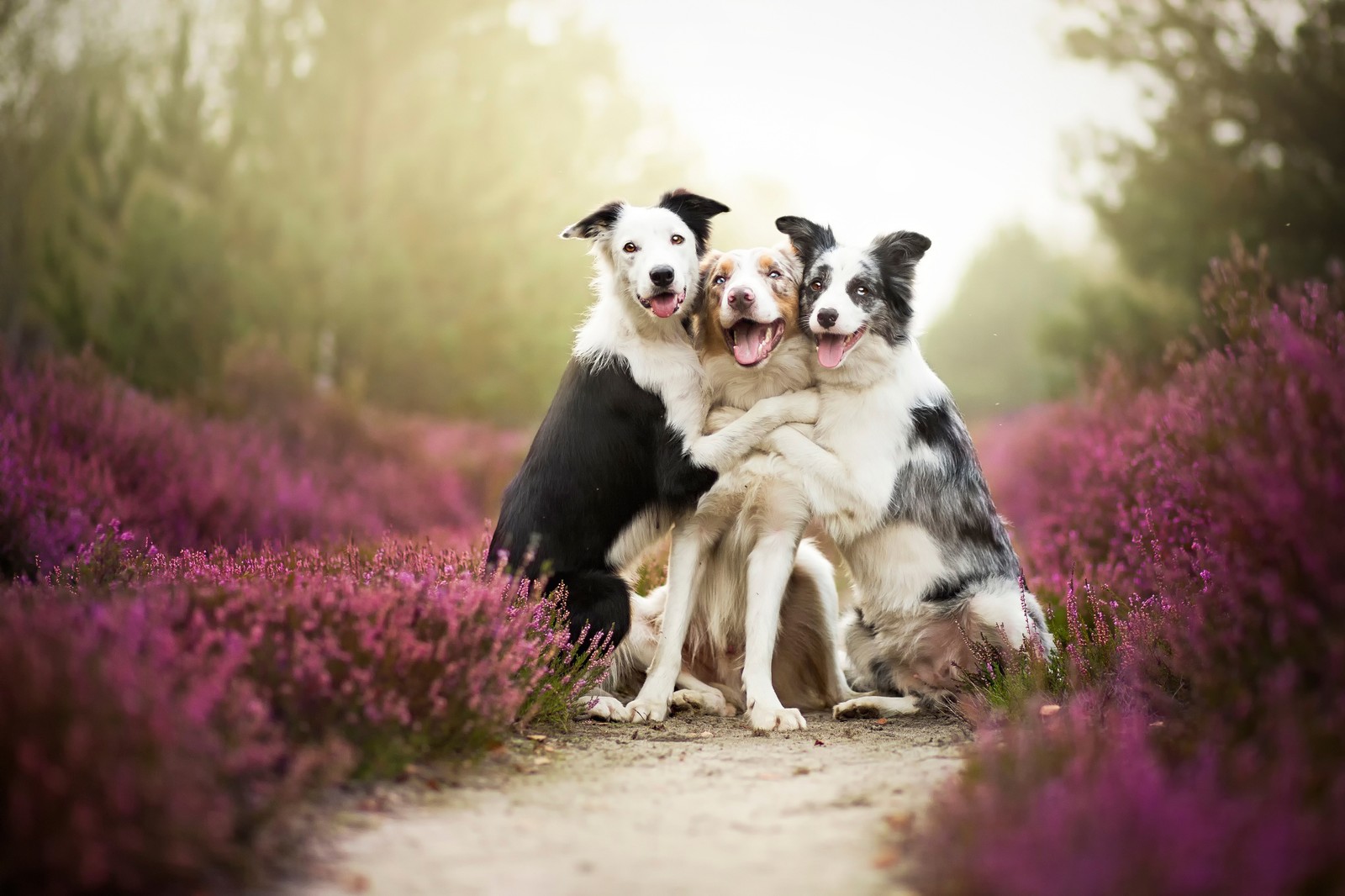 Скачать обои бордер колли, border collie, щенок, собака, порода собак