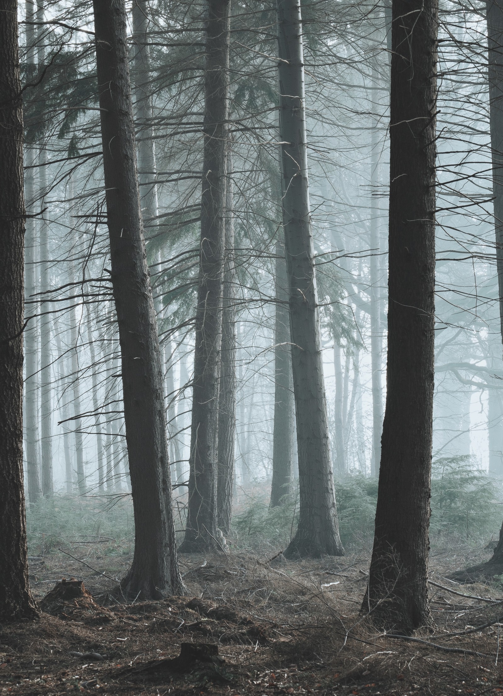 There is a black and white photo of a forest with trees (tree, forest, woodland, nature, natural environment)