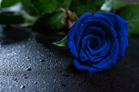 Rosa azul cobalto com gotas de orvalho em uma superfície escura