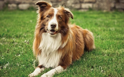 Feliz Border Collie relajándose en la hierba verde