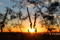 Siluetas de hierbas contra un vibrante atardecer