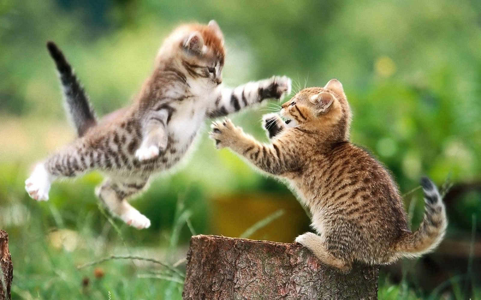 Hay dos gatitos jugando entre sí en la hierba (gatito, gato siamés, perro, gato atigrado, miau)