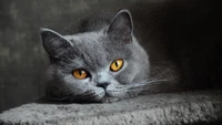 british shorthair, azul russo, gatinho, chartreux, gato