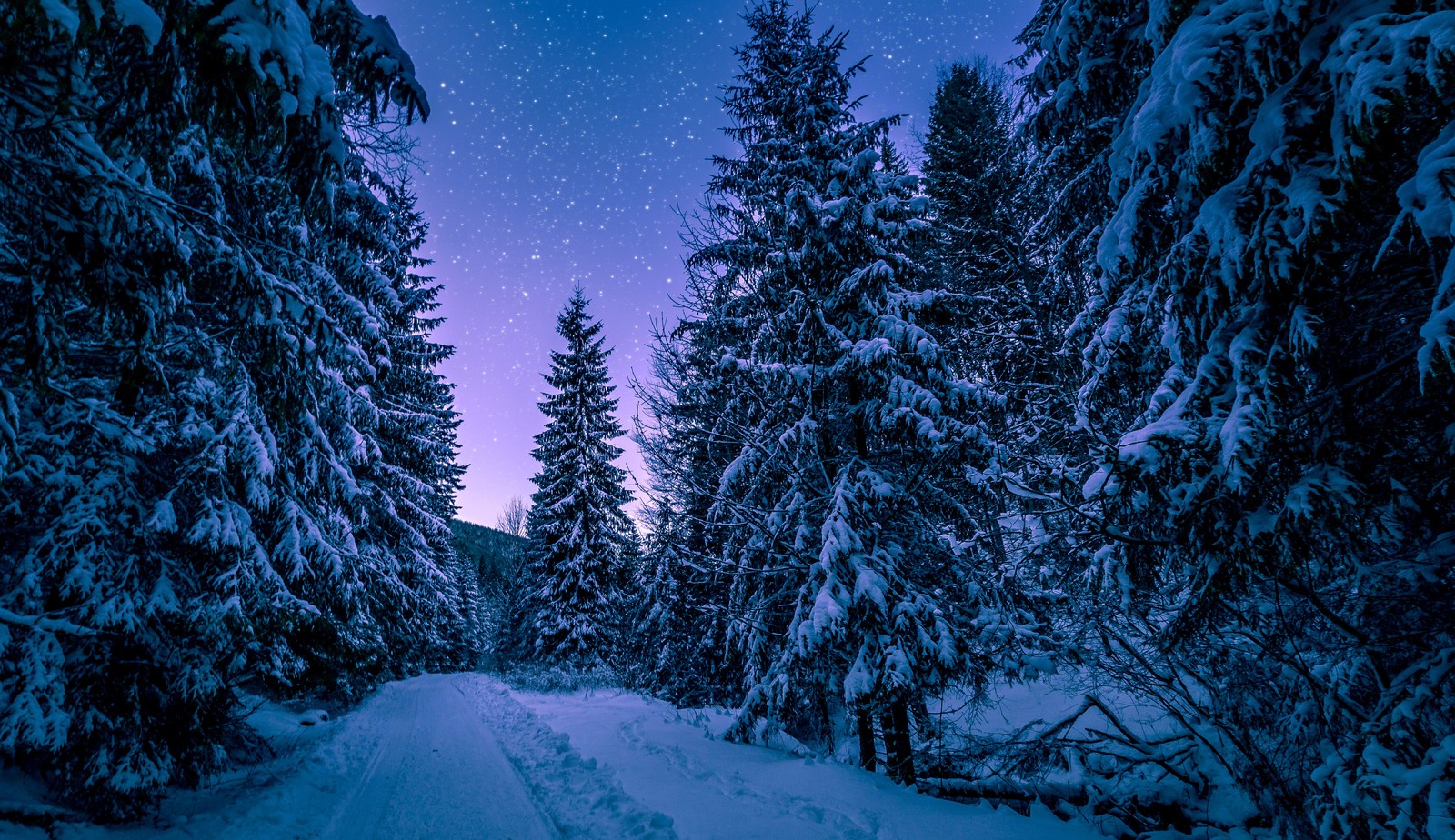 Une route enneigée dans les bois avec des arbres et de la neige (arbres enneigés, hiver, forêt, frozen, couvert de neige)