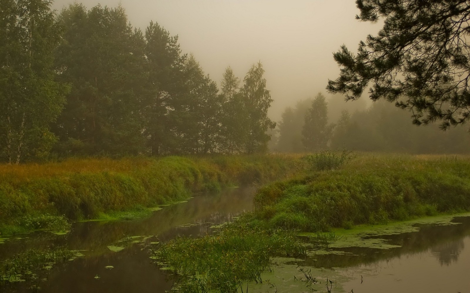 Eine verschwommene ansicht eines flusses mit einem wald im hintergrund (natur, nebel, bank, wasser, ökosystem)