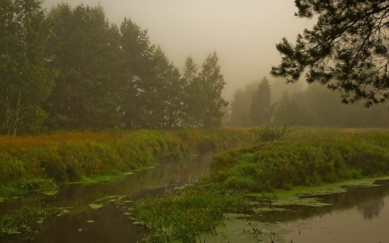 Размытый вид на реку с лесом на заднем плане (природа, туман, банк, вода, экосистема)