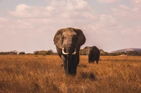 Majestic African Elephants in a Savanna Landscape