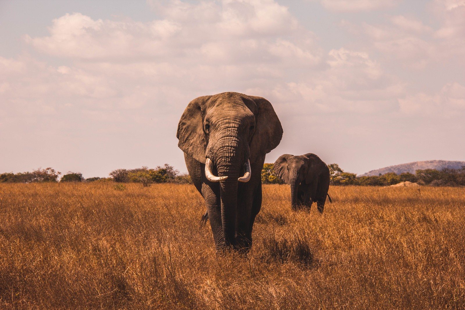 Lade afrikanischer büffel, löwe, nashorn, schwarzes nashorn, elefant Hintergrund herunter