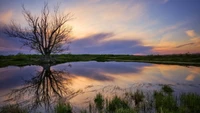 Reflexões de uma manhã serena: A silhueta de uma árvore contra um céu colorido