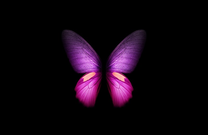 Обои с фиолетовыми бабочками (purple butterfly, крылья, черный фон, samsung galaxy fold, amoled)