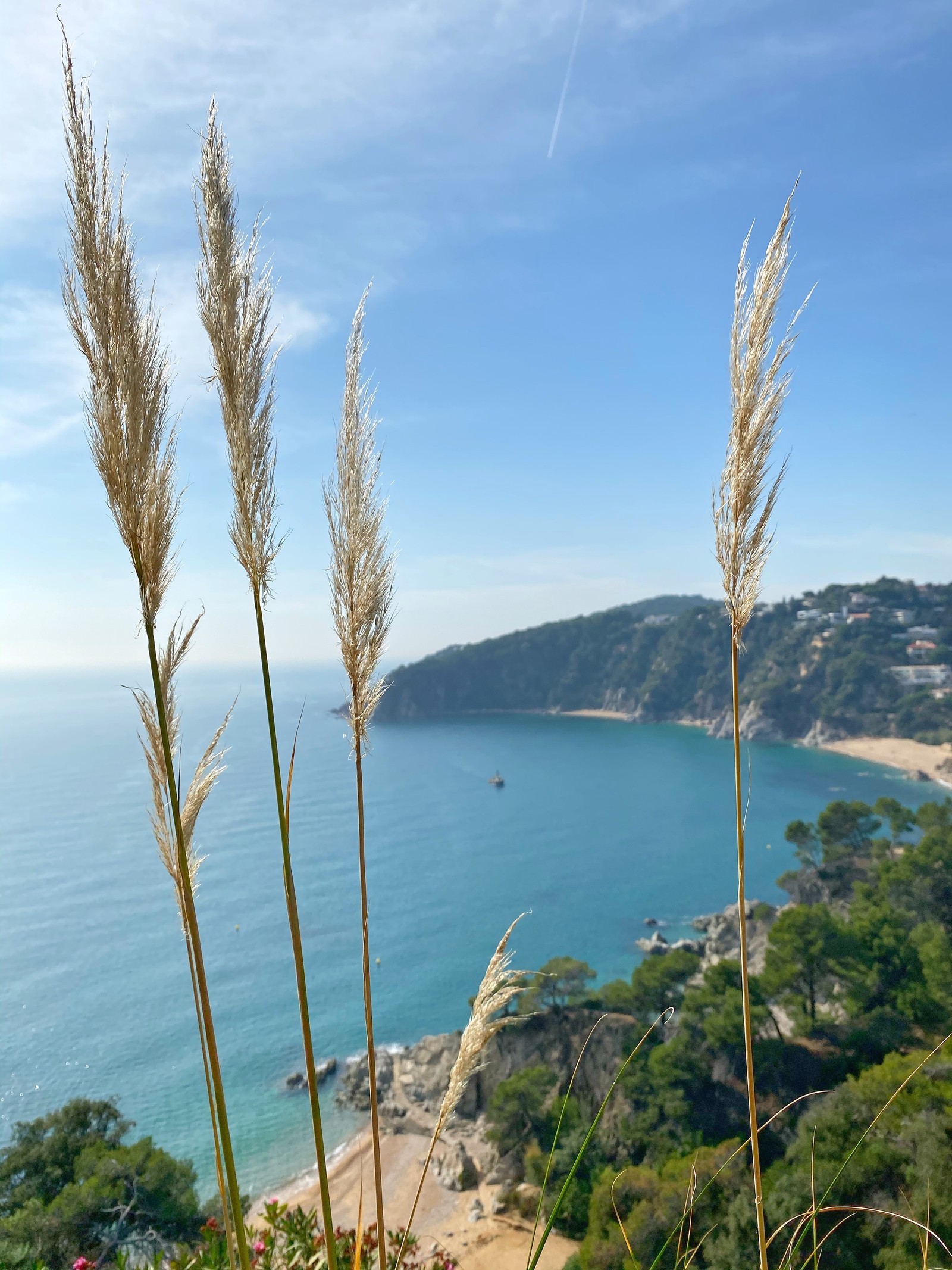 Tall grass in front of a body of water with a beach in the background (sea, grasses, vegetation, coast, azure)