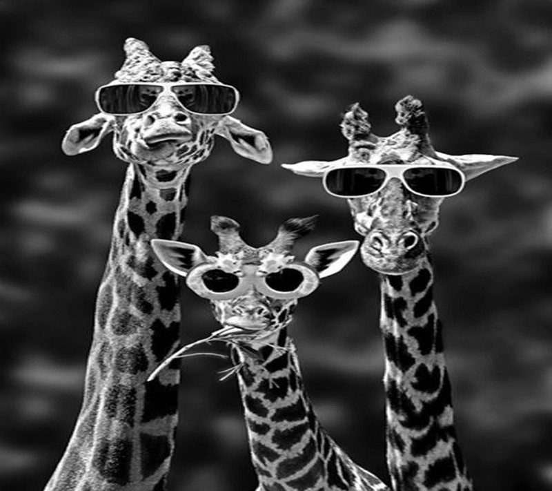 Three giraffes with sunglasses on their heads and one wearing a crown (baby, cool)