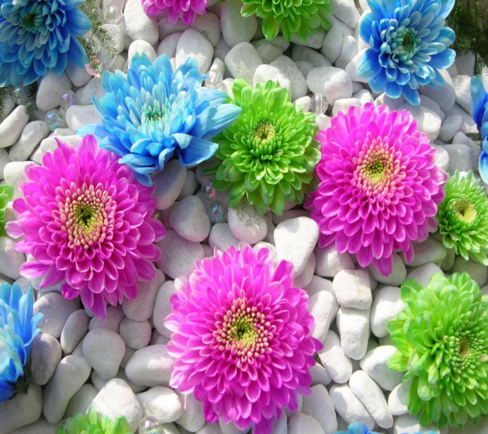 A close up of a bunch of flowers on a bed of rocks (2013, colorful, cool, flowers, hd)