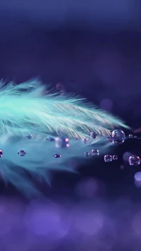 blue, drops, feather wallpaper