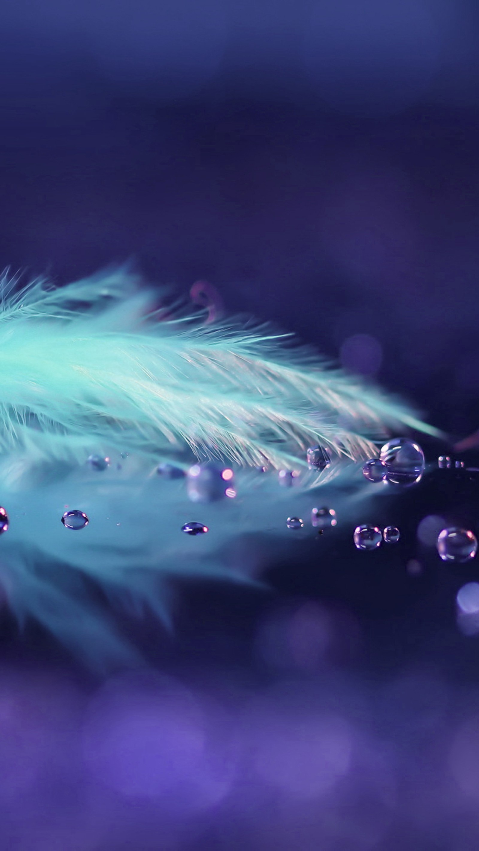 blue, drops, feather wallpaper