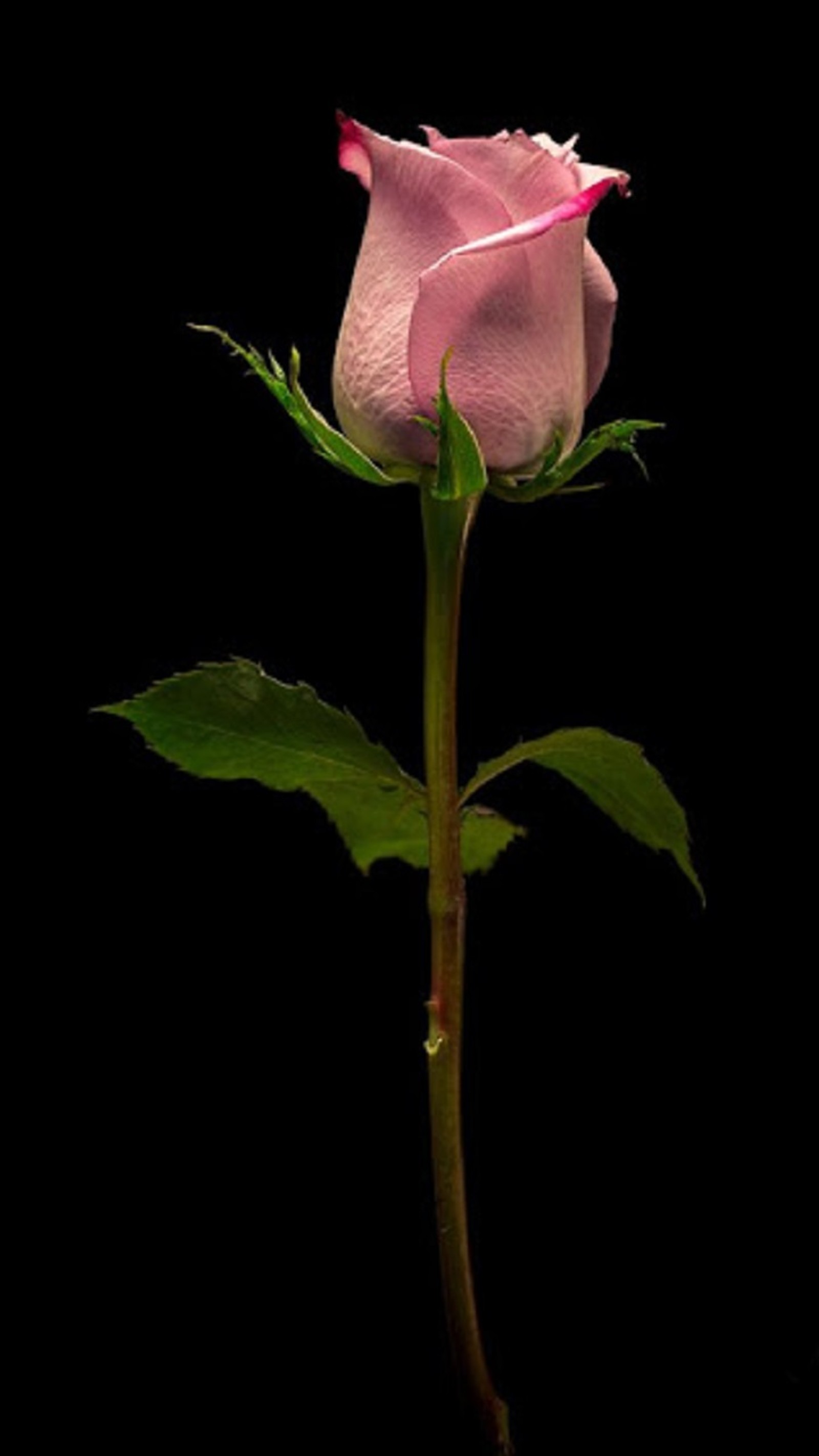 Eine erblühte rosa farbene rose mit grünen blättern auf schwarzem hintergrund (blume, rose)