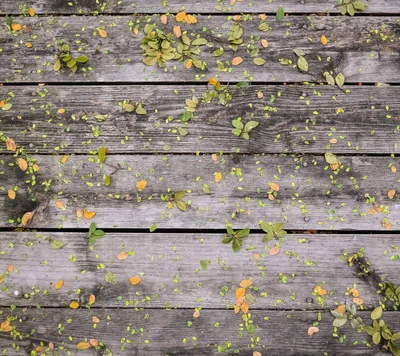 Herbstblätter auf verwittertem Holz