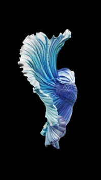 Vibrant Blue Betta Fish Displaying Graceful Fins