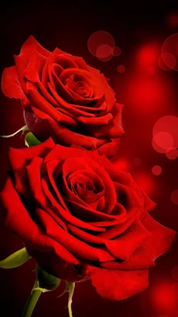 bokeh, flowers, love, red, roses wallpaper