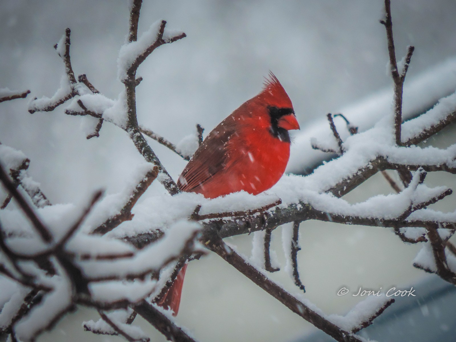 bird, snow wallpaper