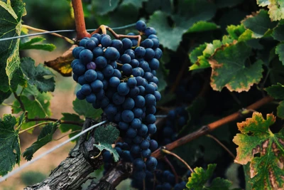 Uvas rojas maduras en la vid rodeadas de hojas verdes