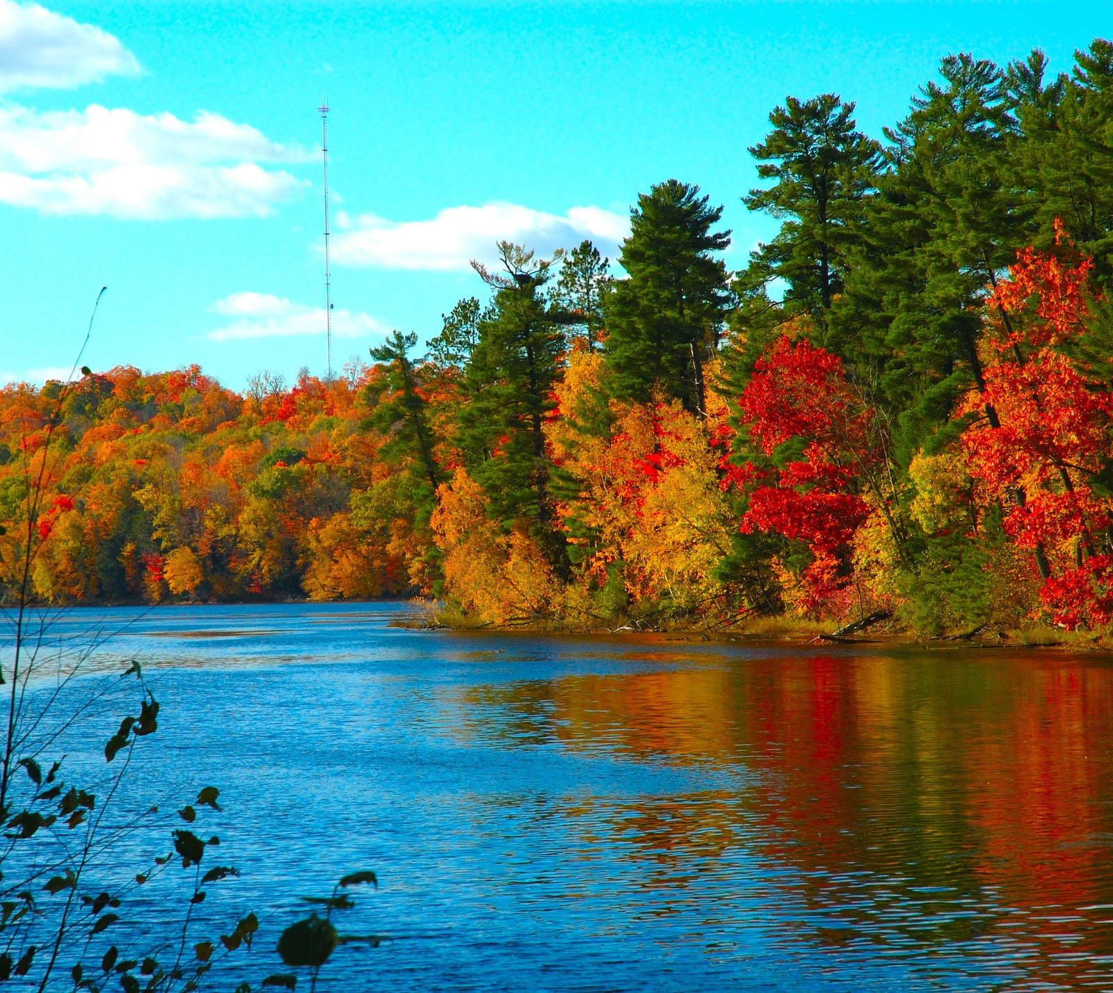 forest, lake, landscape, trees, water Download Wallpaper