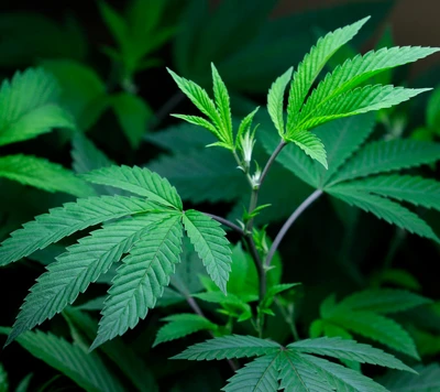 Vibrant Green Cannabis Leaves Against a Dark Background