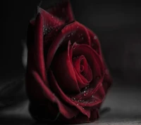 red, rose wallpaper