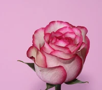 couleurs, amour, rose, romance