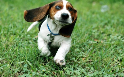 Filhote de beagle brincalhão correndo na grama