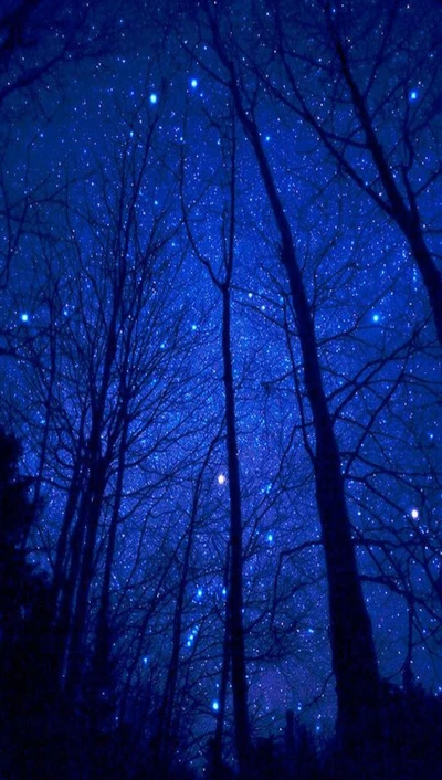 Ciel Nocturne Étoilé À Travers des Arbres Silhouettés