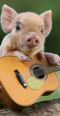 Playful Piglet Strumming a Guitar in Romania